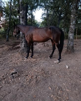 Cavalla
