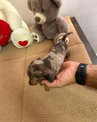 Bassotto tedesco nano kaninchen a pelo corto