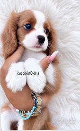 Cavalier king meravigliosa