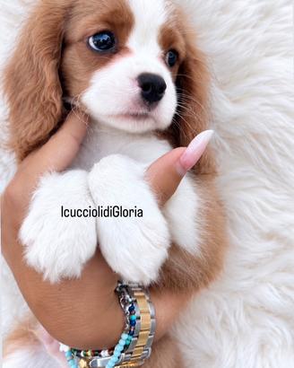 Cavalier king meravigliosa