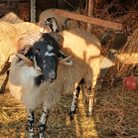 Montone capanera 2 ani