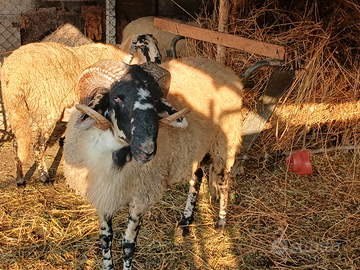 Montone capanera 2 ani