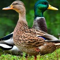 Coppia anitre Germani