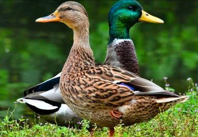 Coppia anitre Germani