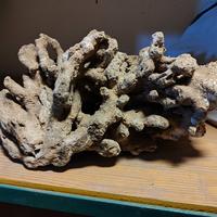 Rocce coralline acquario marino