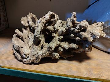 Rocce coralline acquario marino