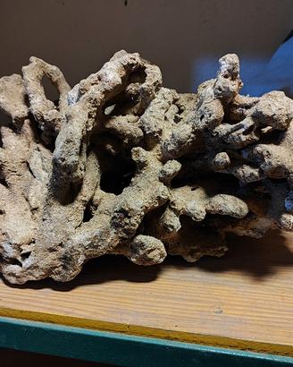 Rocce coralline acquario marino