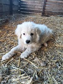 Cuccioli di pastore maremmano