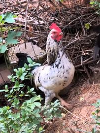 Gallo giovane