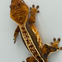 Femmina Geco Ciliatus baby