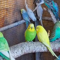 Coppie pappagallini ondulati mutazioni pure