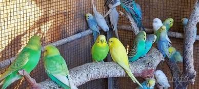 Coppie pappagallini ondulati mutazioni pure