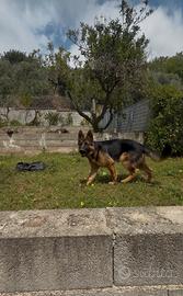 Cucciolo di pastore tedesco