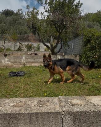 Cucciolo di pastore tedesco