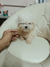 maltese-toy