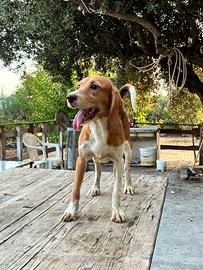 Cani da caccia