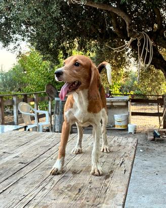 Cani da caccia