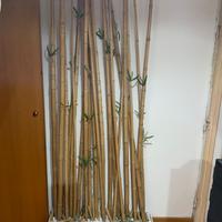 Separe’ in vero bambu’