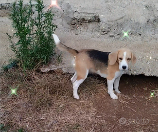 Beagle tricolore maschio 19 mesi
