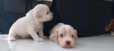 5maltipoo