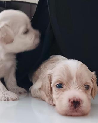 5maltipoo