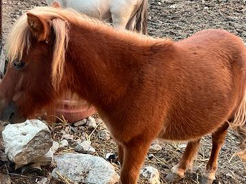 Pony maschio