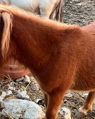 Pony maschio