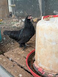 Galline e galli Sabelpoot