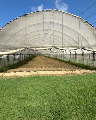Tunnel Agricolo.
