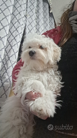 Maltese piccola