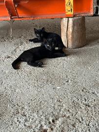 Gattini