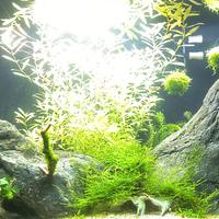 Java Moss, neocardine rili red, piante, lumache