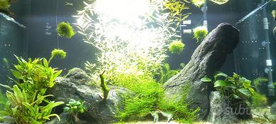 Java Moss, neocardine rili red, piante, lumache