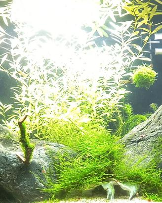 Java Moss, neocardine rili red, piante, lumache