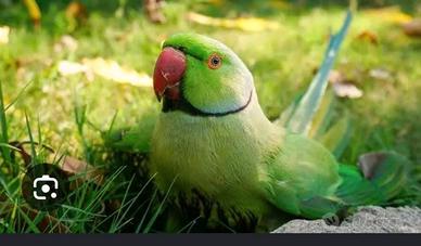 Pappagalli