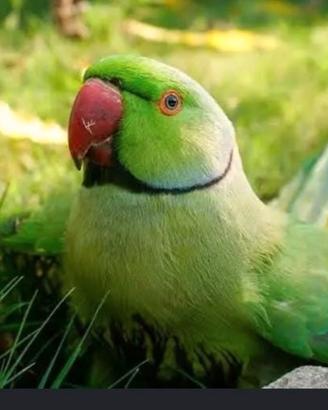 Pappagalli