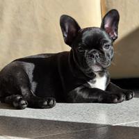 Bouledogue Francesi cuccioli