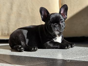 Bouledogue Francesi cuccioli