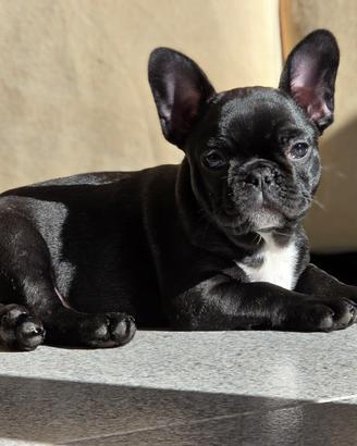 Bouledogue Francesi cuccioli