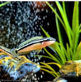 Pesci Julidocromis Ornatus