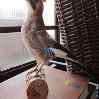 trofeo Ghiandaia anni 80 da collezione