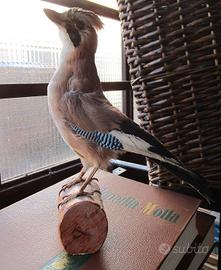 trofeo Ghiandaia anni 80 da collezione