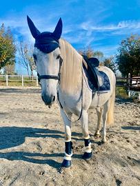 Mezzafida/Trifida Spagnolo