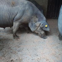Maiale di razza Casertana