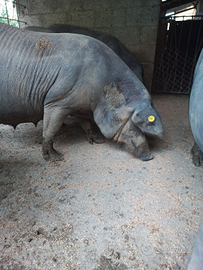 Maiale di razza Casertana