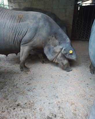 Maiale di razza Casertana