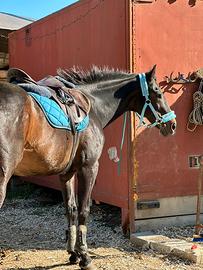 Cavallo