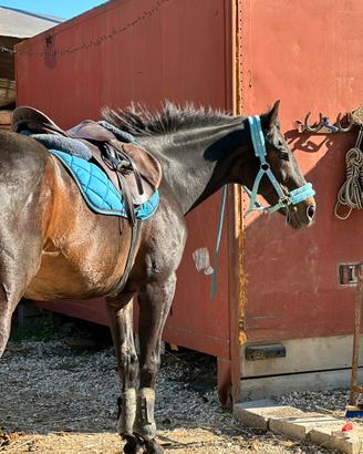 Cavallo