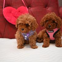 Cuccioli barbonini mini toy maschi femmine