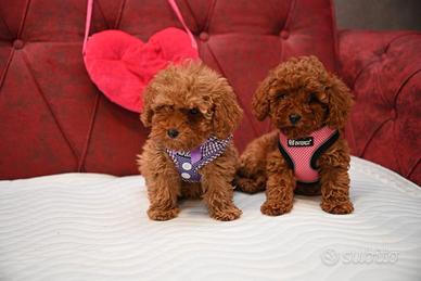 Cuccioli barbonini mini toy maschi femmine